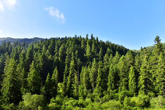 高山森林