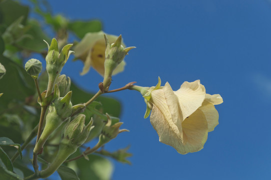 黄桐木花枝