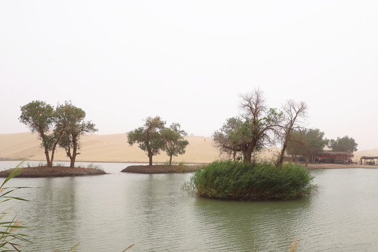 塔里木河的夏季胡杨
