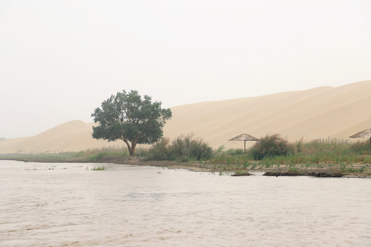 新疆塔里木河