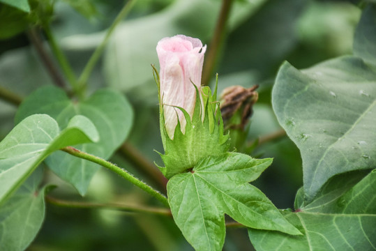 棉花