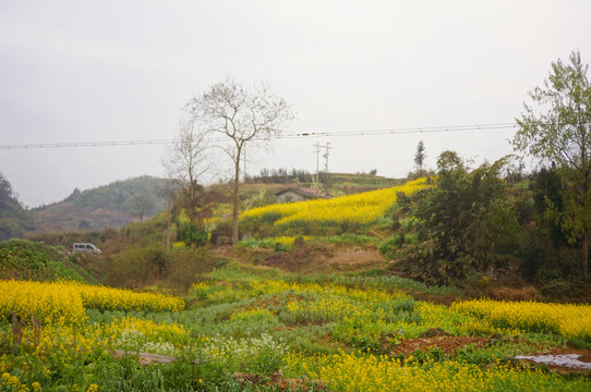 油菜花田野风光