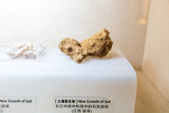 北京中国农业博物馆石灰结核标本