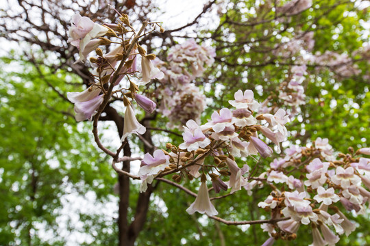 泡桐花