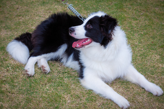 边境牧羊犬