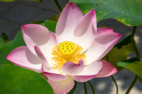 荷花