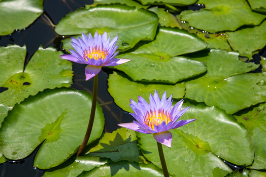 蓝莲花