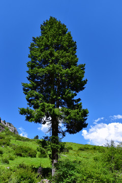 山顶大树