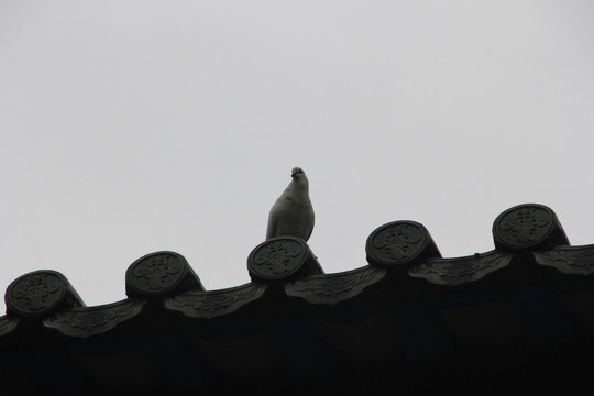 屋檐上的鸽
