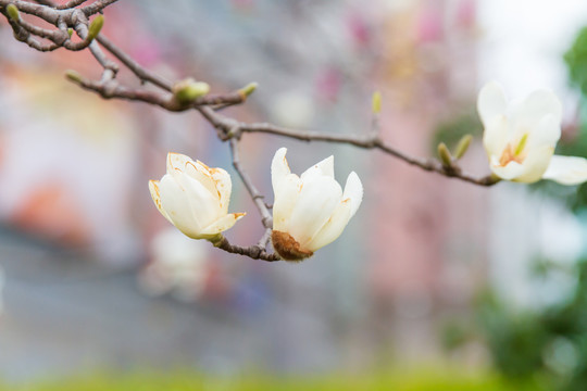 玉兰花