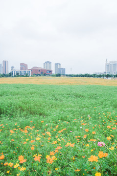花海