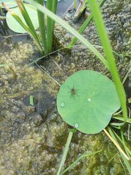 池塘蜘蛛荷叶水珠绿藻