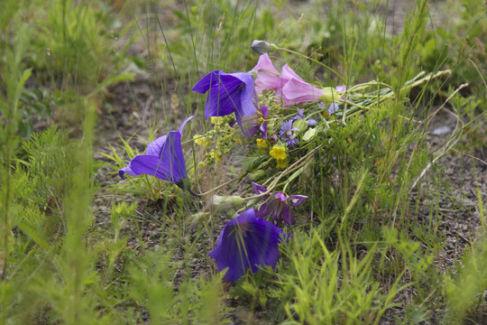 野花蓝色粉色花朵花瓣植物