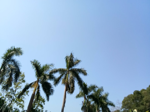 热带树木照片