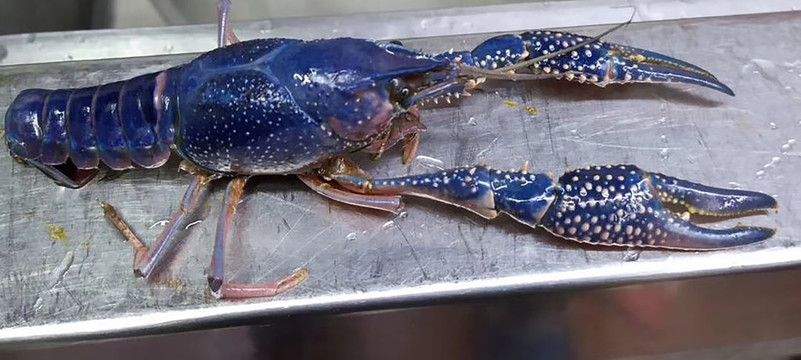澳洲蓝色大龙虾
