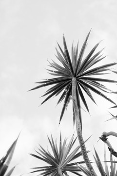 黑白植物