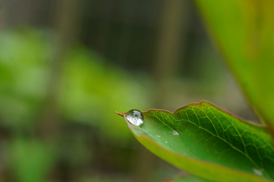 露珠露水