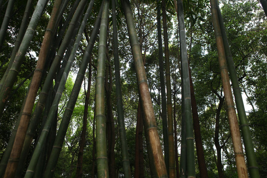 竹林中国古典园林