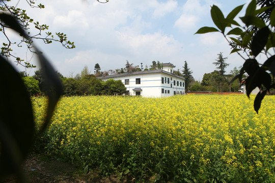 油菜花田野风光