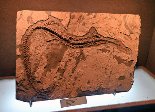 古老爬行动物化石