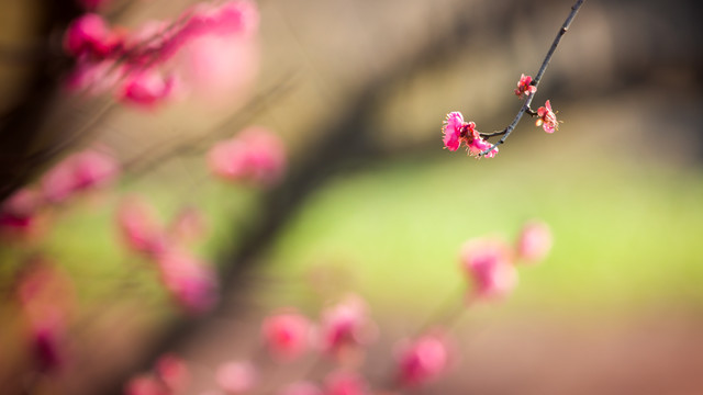 红梅花