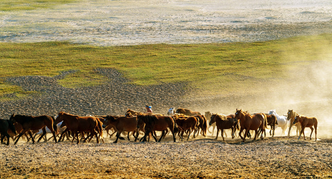 草原上牧民和一群马