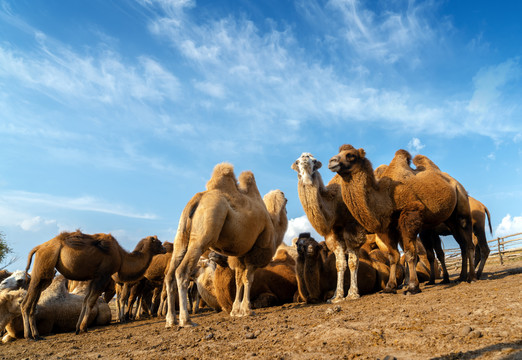 草原的一群骆驼