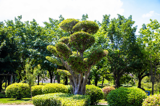 榕树
