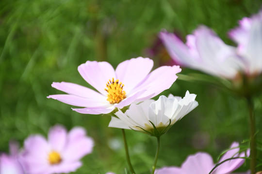 格桑花