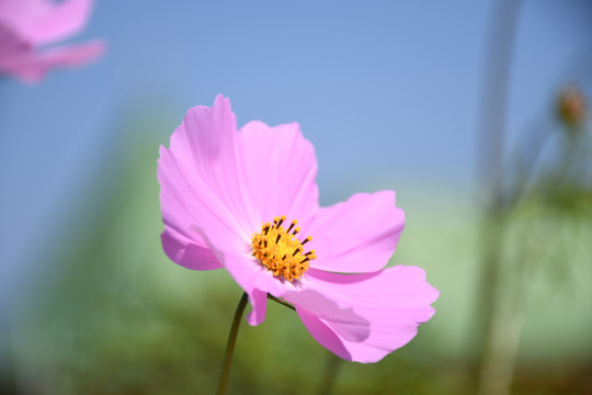 漂亮的小花