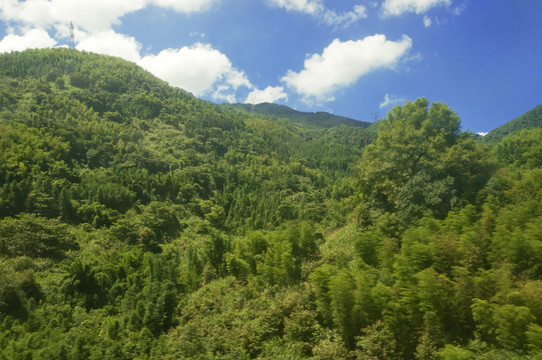 青山森林景