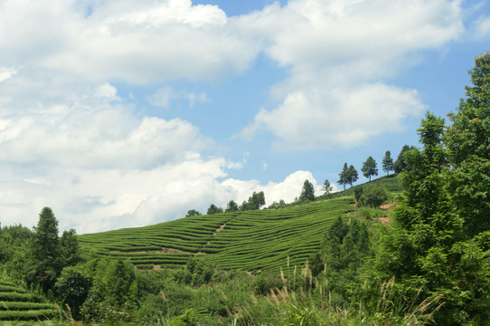 武夷山茶园美景