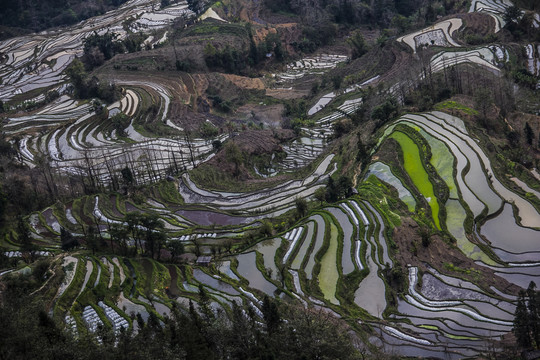 云南元阳梯田