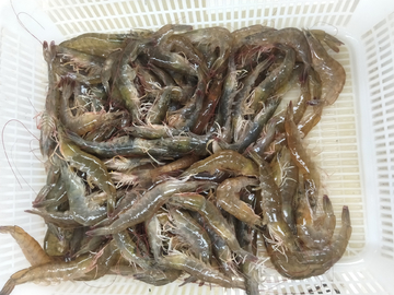 鲜大虾