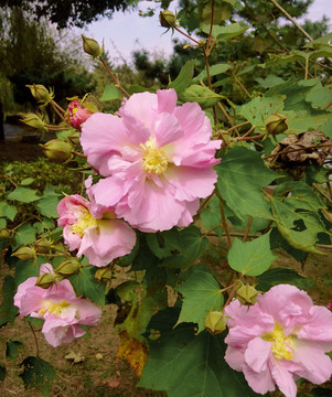 木芙蓉