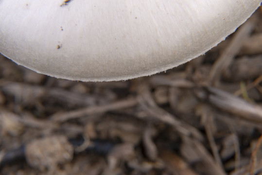 蘑菇的边缘