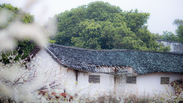 李园花开