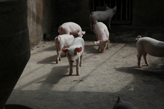 猪笨猪肉猪母猪仔猪养殖