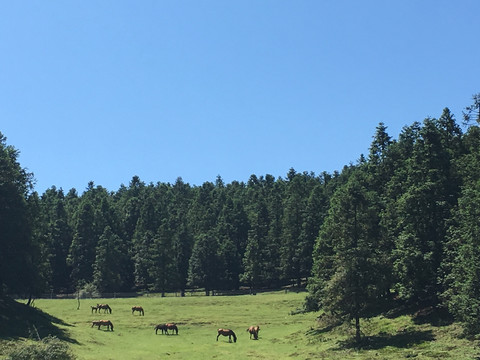 武隆仙女山