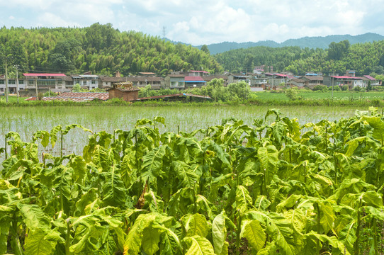 烟草田地风光