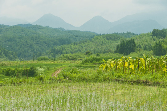 乡村田园夏景