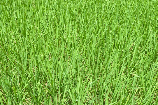绿树水稻幼苗