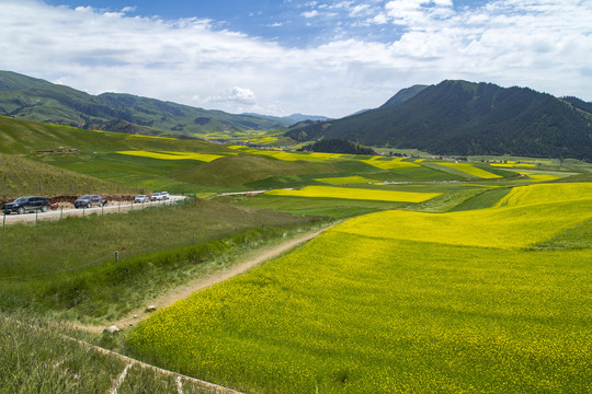 祁连山油菜花