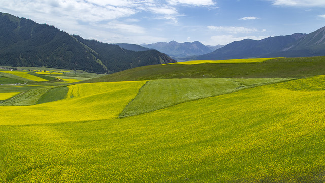 祁连山油菜花