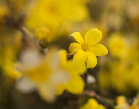 迎春花