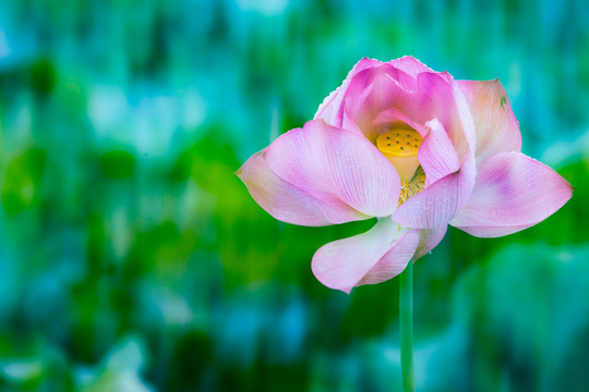 夏雨荷