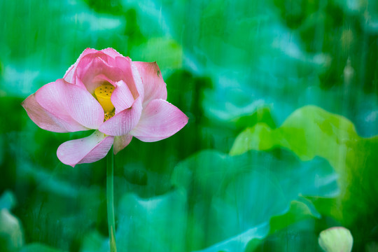 夏雨荷