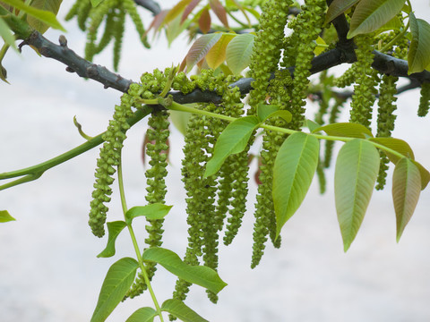 胡桃科树木胡桃花序