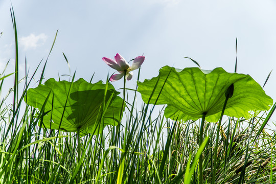 荷花