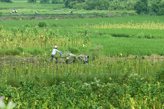 农田耕耘风景